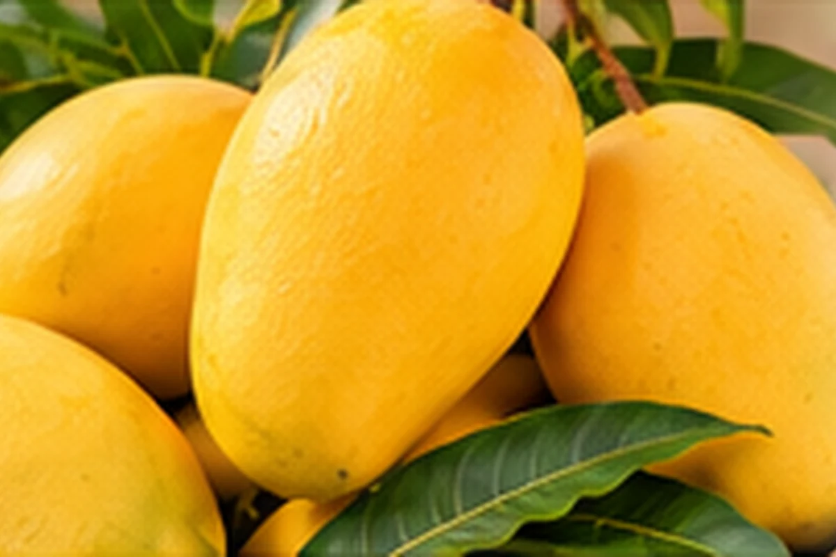 Fresh ripe golden Indian mangoes